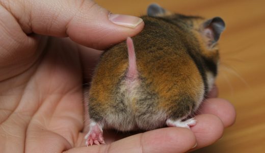 ハムスターしっぽ長い？短い？徹底比較【種類・病気】