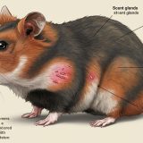 ハムスターの臭腺が濡れてる!? 正常？異常？即解決チャート