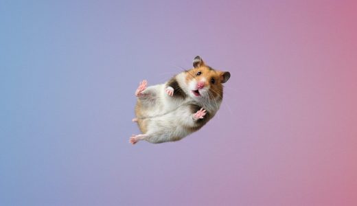 ハムスター高い所から落ちた！今すぐできる対処法と予防策