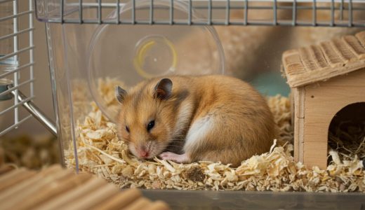 ハムスターが動かない！目を開けたまま？仮死状態？死亡？今すぐできる対処法と見分け方